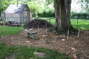 Native woodland habitat garden established beneath a mature maple tree.