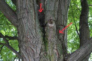 Squirrel nest tucked into a cavity between major limbs of a maple tree.