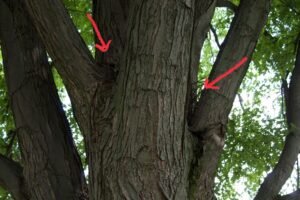 Fox squirrel nest located in a natural cavity at the base of maple tree limbs.