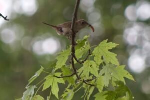 Adult house wren perched on a branch holding a caterpillar in its beak.