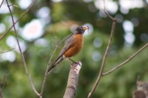 American robin perched on a dead tree limb holding a small worm in its beak.