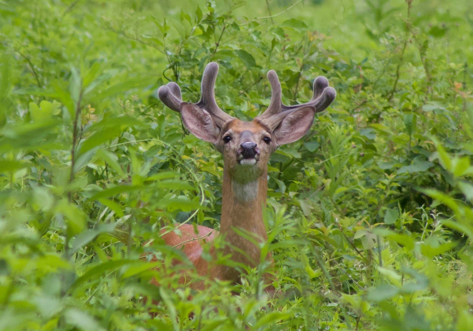 Young six-point white-tailed buck standing alert in a woodland savanna at Swan Creek Metropark.