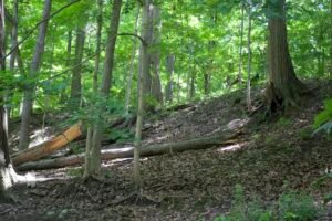 Hollow base of a fallen maple tree on a creek slope showing exposed roots, darkened interior wood, and signs of decay.