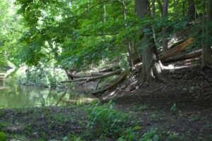 Fallen maple tree trunk and canopy lying across a creek with green leaves still attached and branches extending into the water.