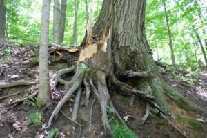 Freshly broken section of a fallen maple tree showing jagged wood fibers and multiple separation points along the trunk.