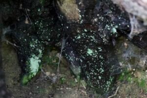 Close-up of darkened interior wood and bark at the base of a fallen tree with moss and lichen growth on the surface.