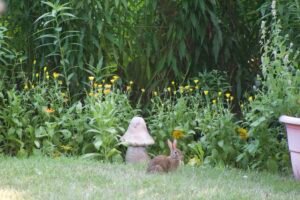 Eastern cottontail rabbit sitting in grass in front of yellow calendula flowers.
