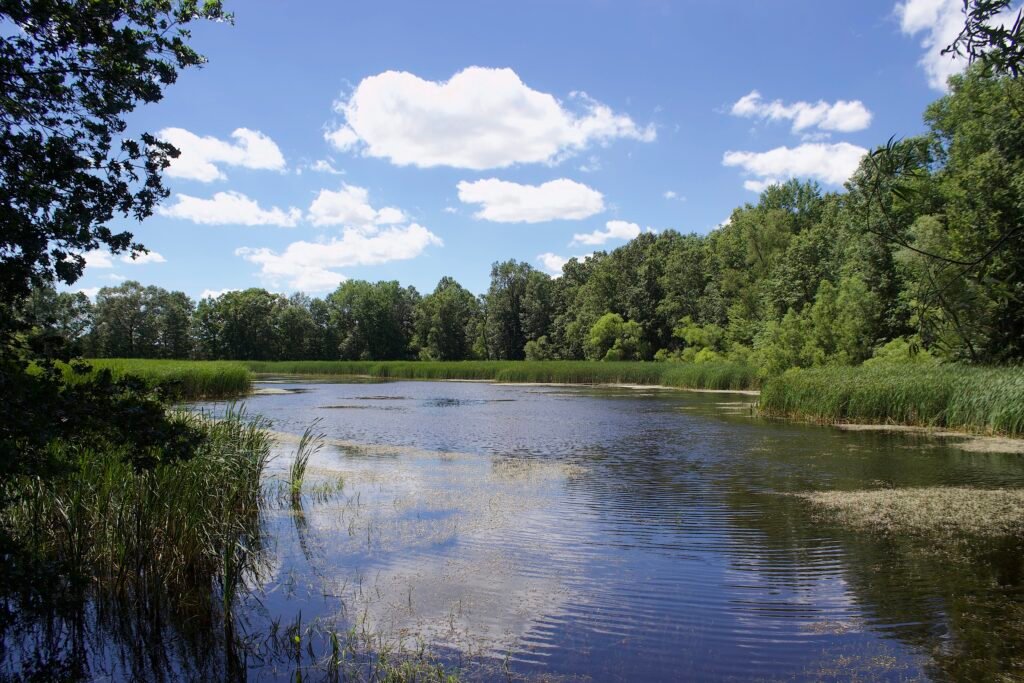 Woodland pond reflecting cumulus clouds and surrounding vegetation at Lou Campbell State Nature Preserve.