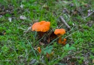 Small red chanterelle mushrooms emerging from forest floor leaf litter at Lou Campbell State Nature Preserve.