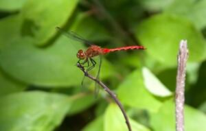 Ruby meadowhawk dragonfly perched in natural habitat at Lou Campbell State Nature Preserve.
