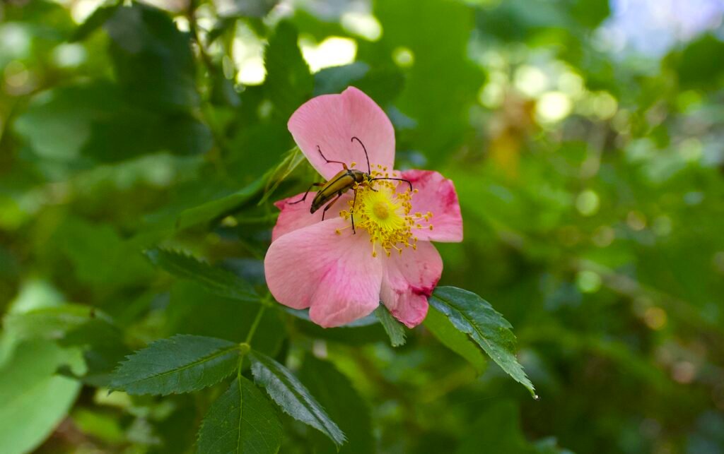 Slender flower longhorn beetle on swamp rose bloom near pond edge at Lou Campbell State Nature Preserve.