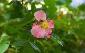 Slender flower longhorn beetle on swamp rose bloom near pond edge at Lou Campbell State Nature Preserve.