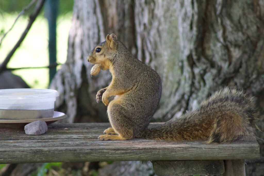 Fox squirrel holding a peanut in its mouth while foraging.