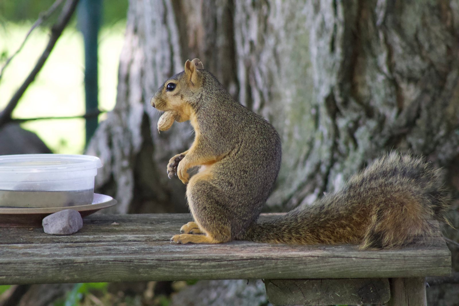Fox squirrel holding a peanut in its mouth while foraging.