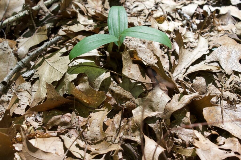 American toad camouflaged in oak leaf litter beside false Solomon’s seal in woodland understory at Lou Campbell State Nature Preserve.