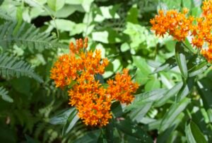 Butterfly milkweed blooming in sandy savanna habitat at Lou Campbell State Nature Preserve.