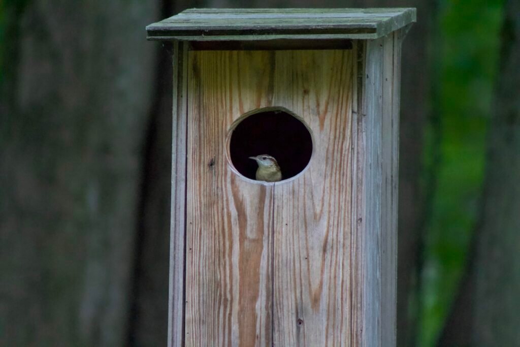 Carolina wren peeking from a nest box near Swan Creek Metropark.