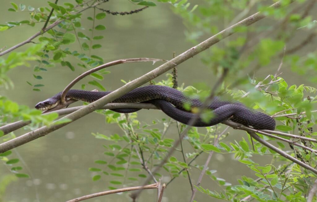 common water snake-side-cut-metropaek-maumee Camouflaged northern water snake perched on a shrub branch overlooking a pond at Side Cut Metropark.