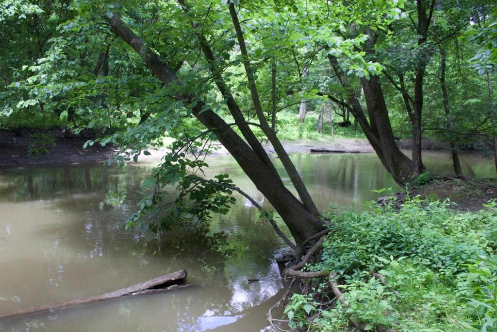 Swan Creek bending through a mature woodland with trees leaning over the muddy water.