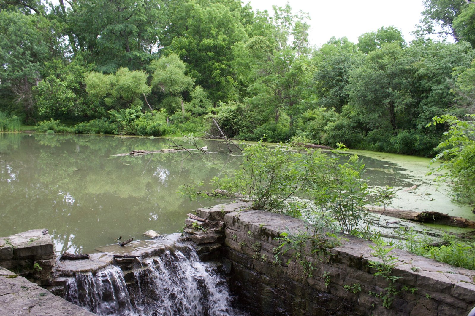 Small creek flowing from a duck pond into the Maumee River surrounded by dense vegetation and woodland.