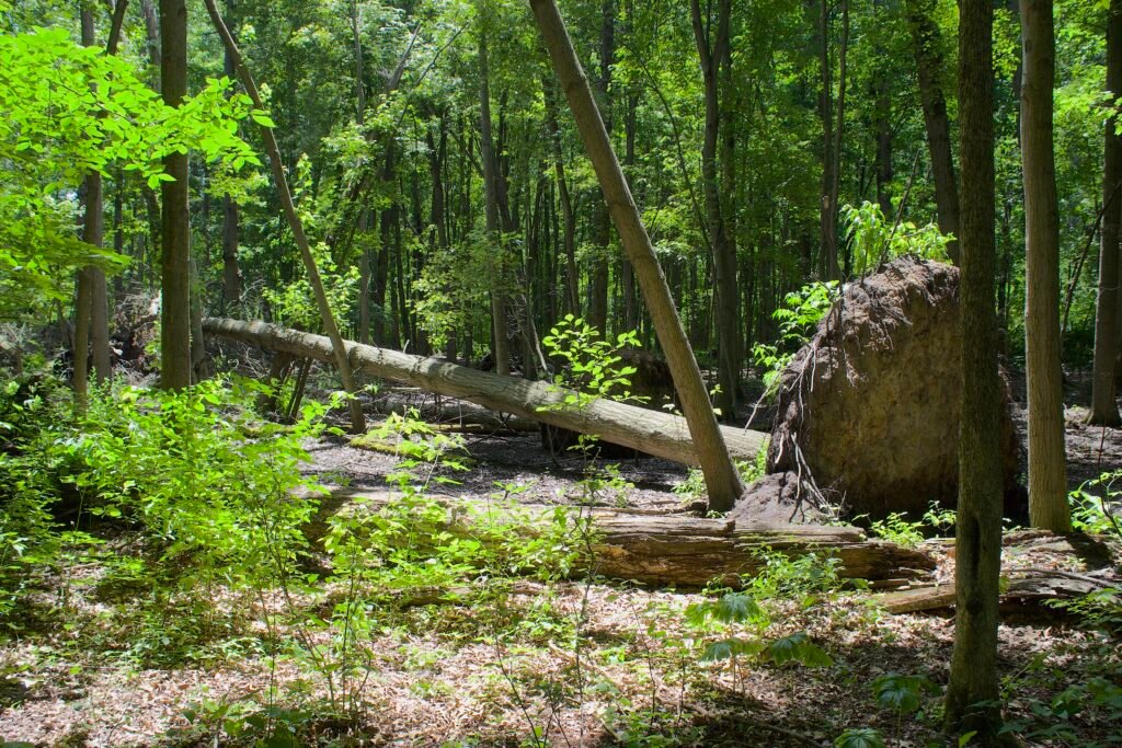 Massive fallen tree with intact root ball Large fallen tree at least 75 feet tall with intact root ball and exposed soil in oak woodland at Lou Campbell State Nature Preserve.