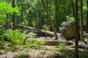 Large fallen tree at least 75 feet tall with intact root ball and exposed soil in oak woodland at Lou Campbell State Nature Preserve.