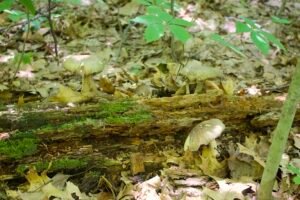 Mushrooms growing on moss-covered fallen log in oak woodland at Lou Campbell State Nature Preserve.