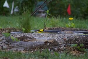 American goldfinch visiting a small backyard pond for water.