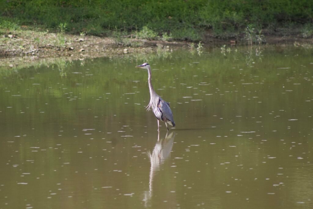 great blue heron Great blue heron standing in shallow Maumee River water hunting for fish near limestone riverbed.