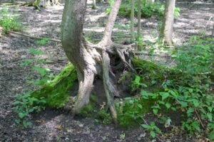 Exposed maple roots surrounded by moss and vegetation in former vernal pool depression.