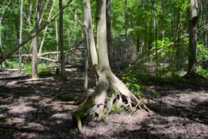 Exposed maple tree roots with moss and vegetation growing near dried vernal pool edge in woodland habitat.