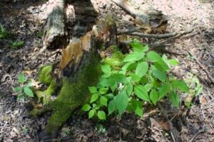 Moss and dead nettle growing on base of fallen tree in shaded woodland habitat.