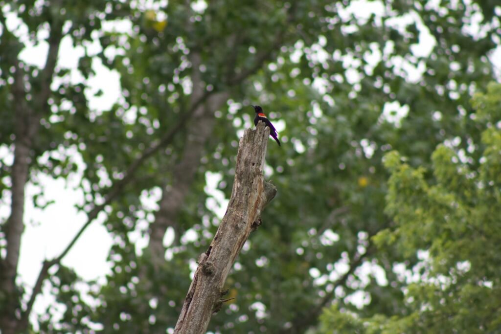 red-winged blackbird Red-winged blackbird perched on dead tree snag overlooking wetland vegetation and river corridor.