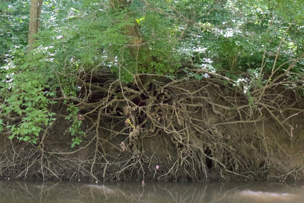 Tree roots exposed by erosion along the bank of Swan Creek in Northwest Ohio.