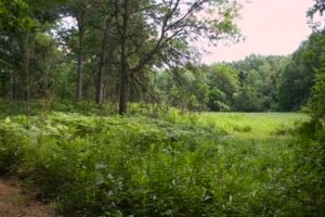Habitat transition from sand dune to oak savanna and woodland at Lou Campbell State Nature Preserve.