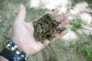 Hand holding fine sandy soil collected from dune habitat at Lou Campbell State Nature Preserve.