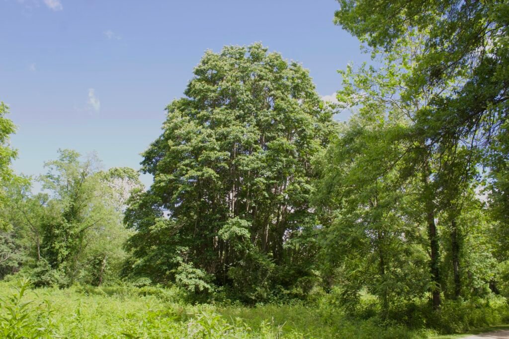 Large grove of sassafras trees growing within a savanna habitat at Swan Creek Metropark.