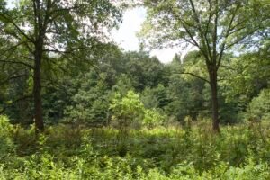 Oak savanna habitat with scattered trees and open understory at Lou Campbell State Nature Preserve.