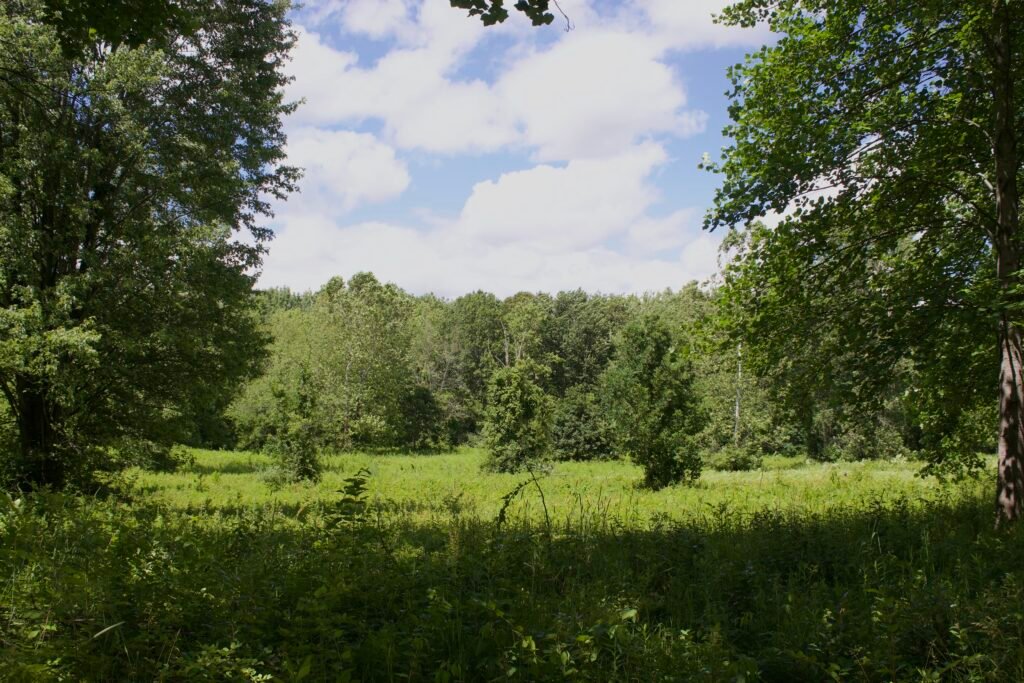 Open savanna habitat with scattered trees, native vegetation, and clouds moving across the sky.