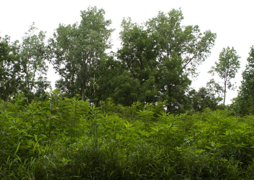 savannah transition Open savanna habitat with false indigo sedges and woodland edge vegetation under cloudy sky at Side Cut Metropark.