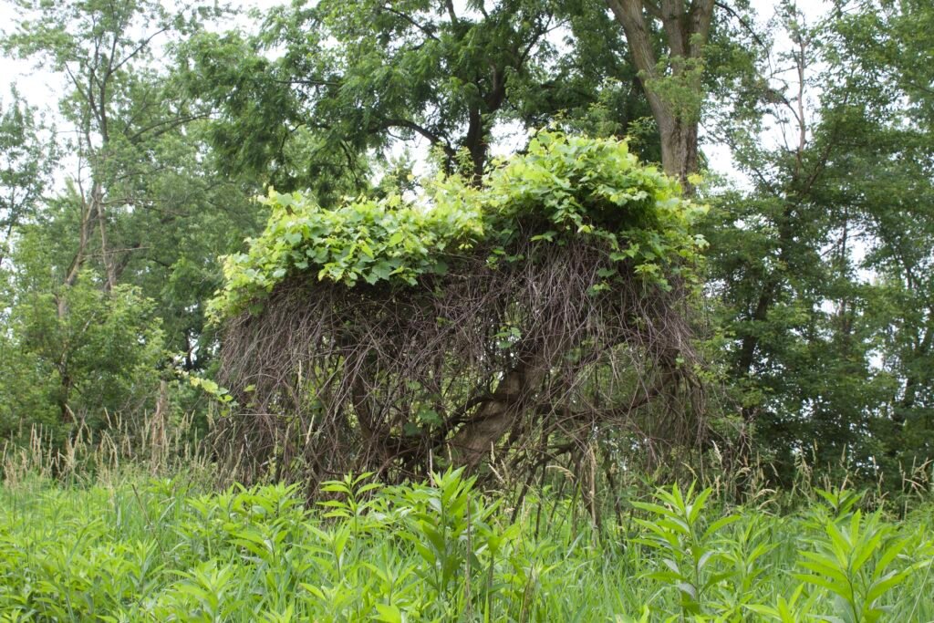 snag covered in grapevine Woodland edge with grapevine-covered snag and dense summer vegetation at Side Cut Metropark.