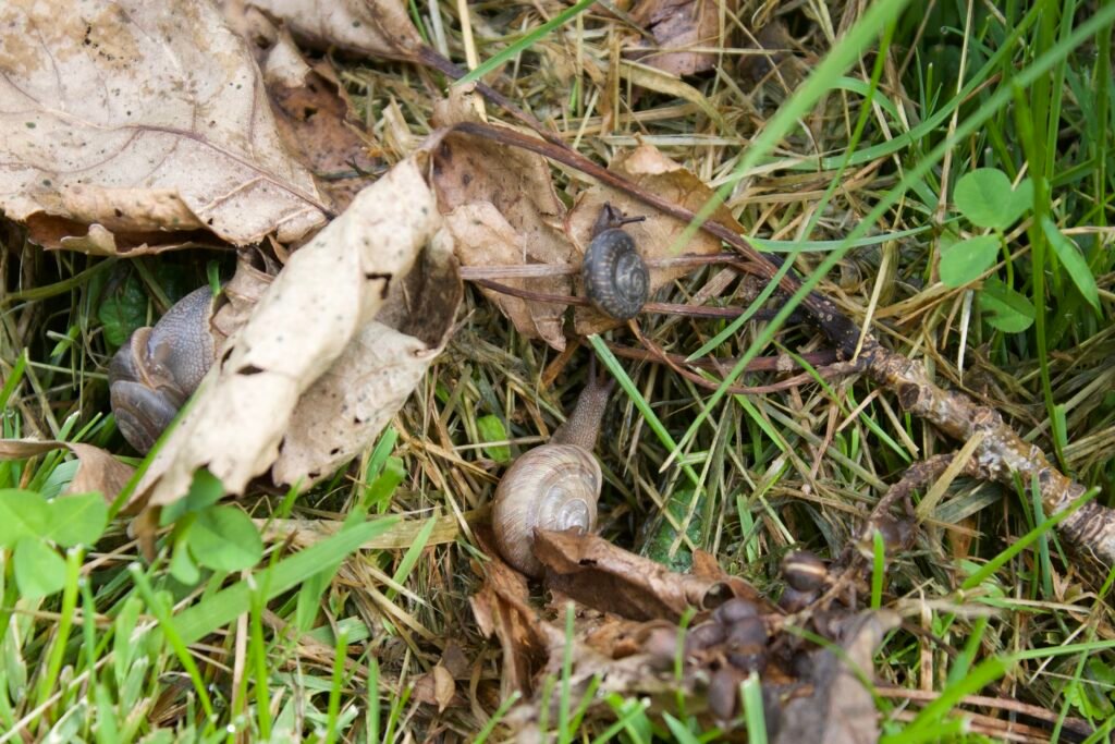 snails Side-cut-metropark Small snails scattered along grassy trail edge in wet savanna habitat at Side Cut Metropark.