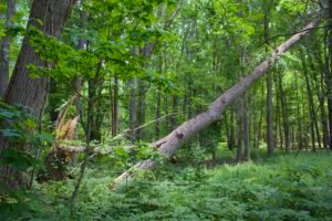 Fallen tree suspended and supported by neighboring trees in oak woodland at Lou Campbell State Nature Preserve.