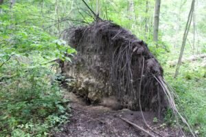 Large uprooted oak tree with exposed root ball and surrounding forest vegetation at Lou Campbell State Nature Preserve.