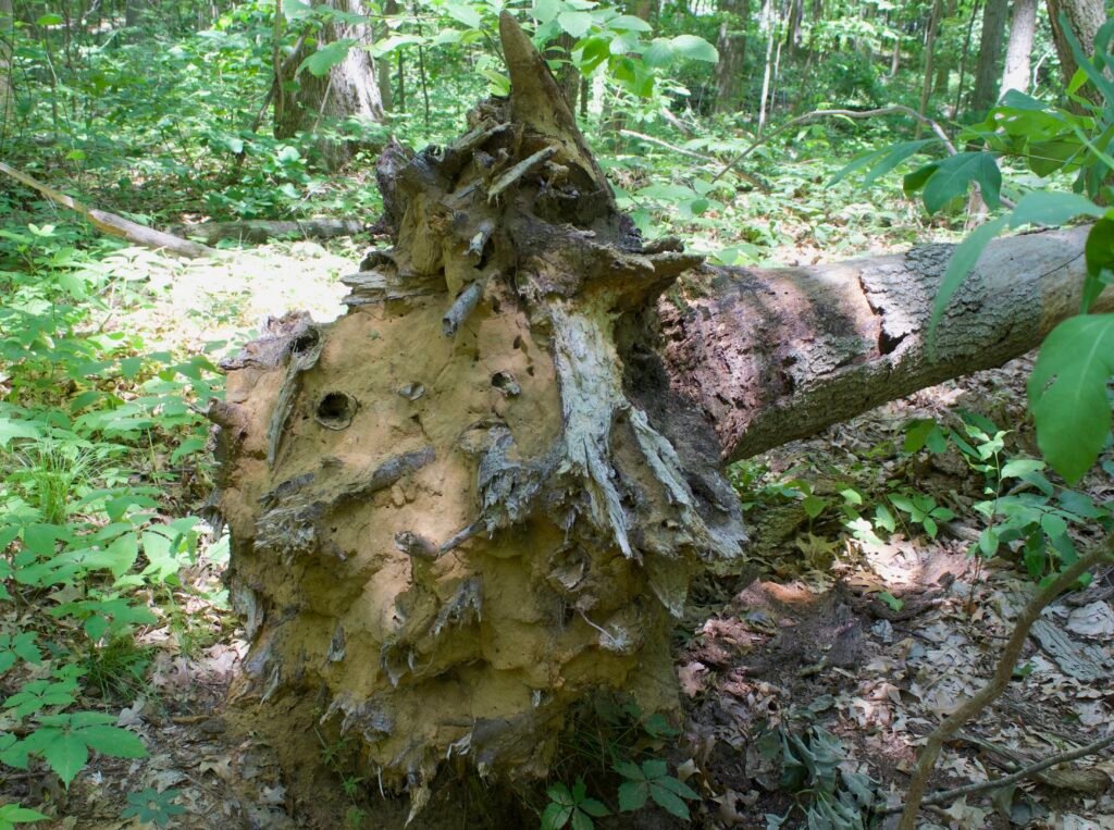 Exposed tree roots with sandy soil clinging to root mass after windthrow at Lou Campbell State Nature Preserve.