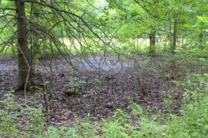 Dried vernal pool basin surrounded by woodland vegetation and leaf litter at Lou Campbell State Nature Preserve.