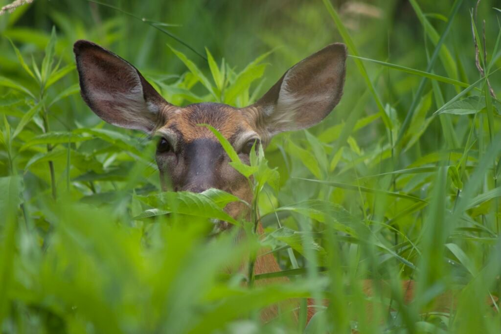 White-tailed doe standing in tall vegetation at Side Cut Metropark looking toward the camera.