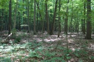 Oak woodland interior with dappled sunlight filtering through canopy at Lou Campbell State Nature Preserve.
