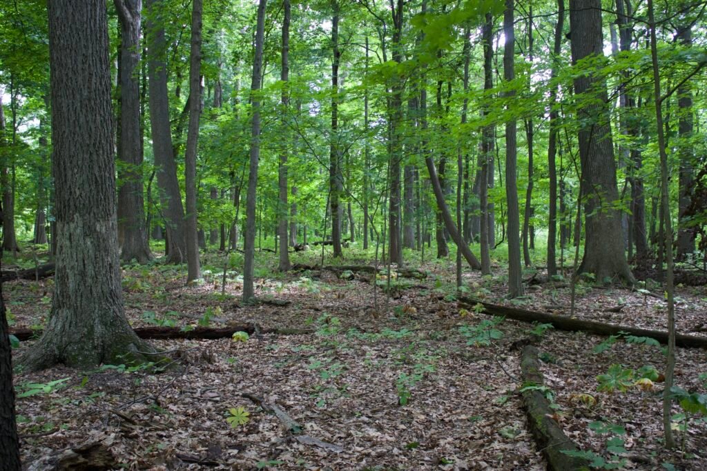 Woodland floor covered with oak leaves, fallen branches, decaying logs, and scattered native woodland plants.