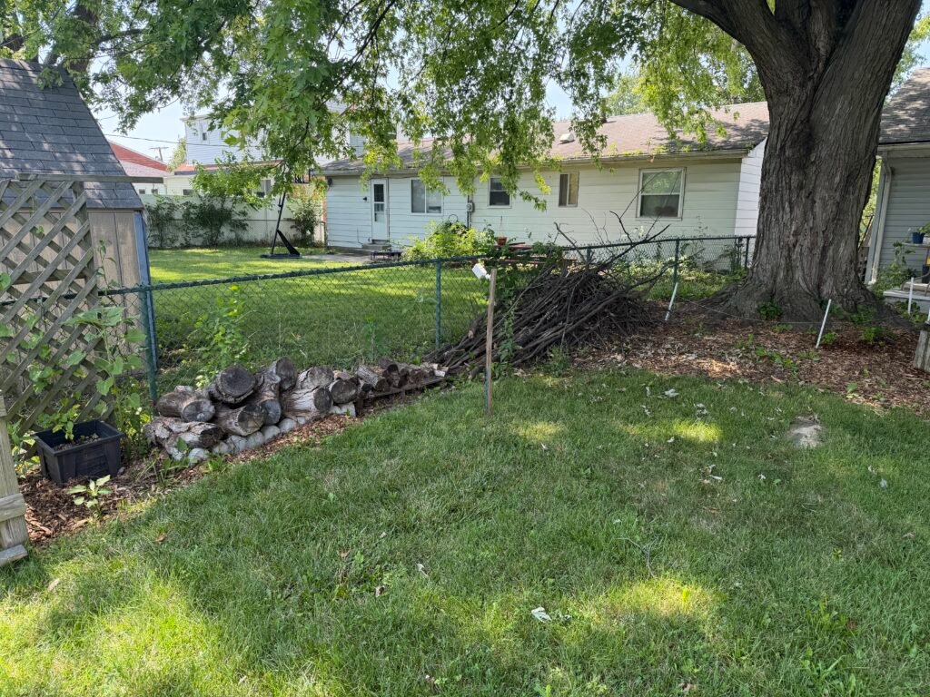 Brush pile and log habitat beneath a silver maple tree along a backyard fence.